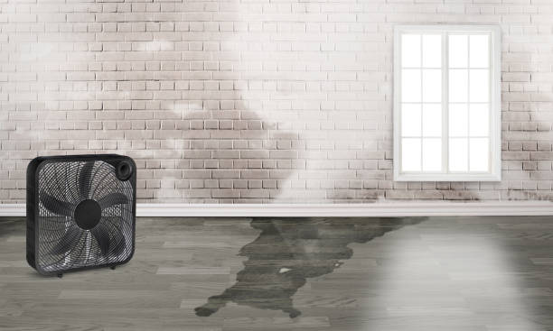 Best Flood restoration services  in Memphis, MO